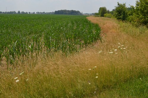 Property photo 14 - 51.5 Acres Offered in 5 tracts, 2 Farm Sites